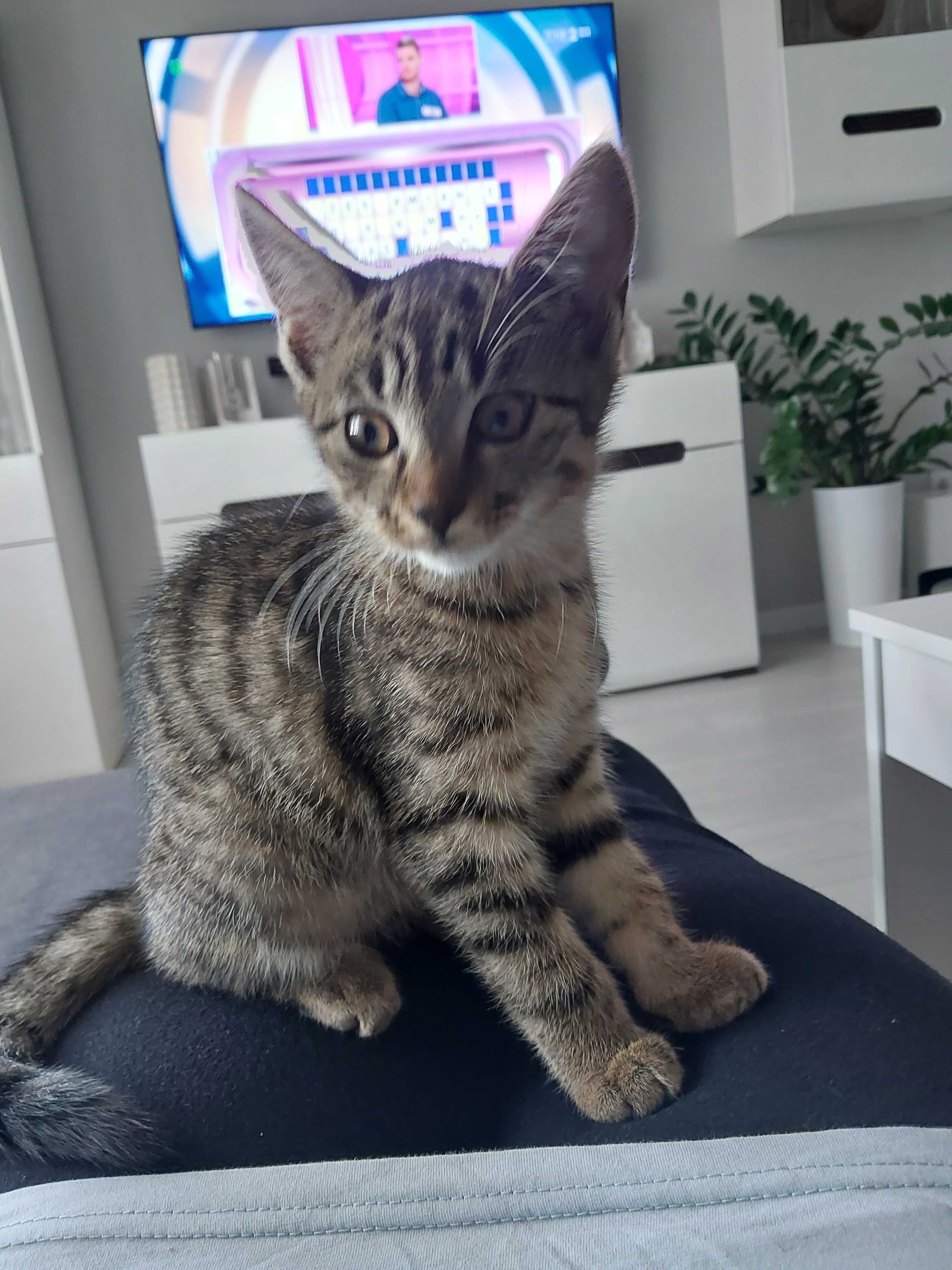 Oddam kotka w dobre ręce