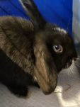 Królik mini lop czarna szczepiona