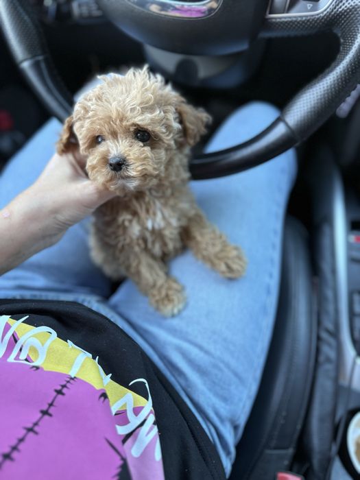 Мальтипу з паспортом