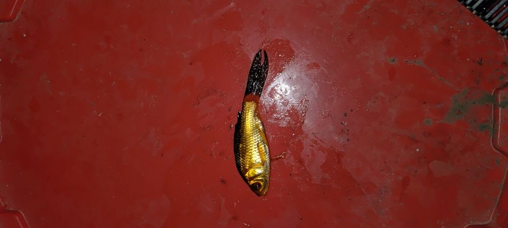 Kaczki Francuzkie I karasie koi