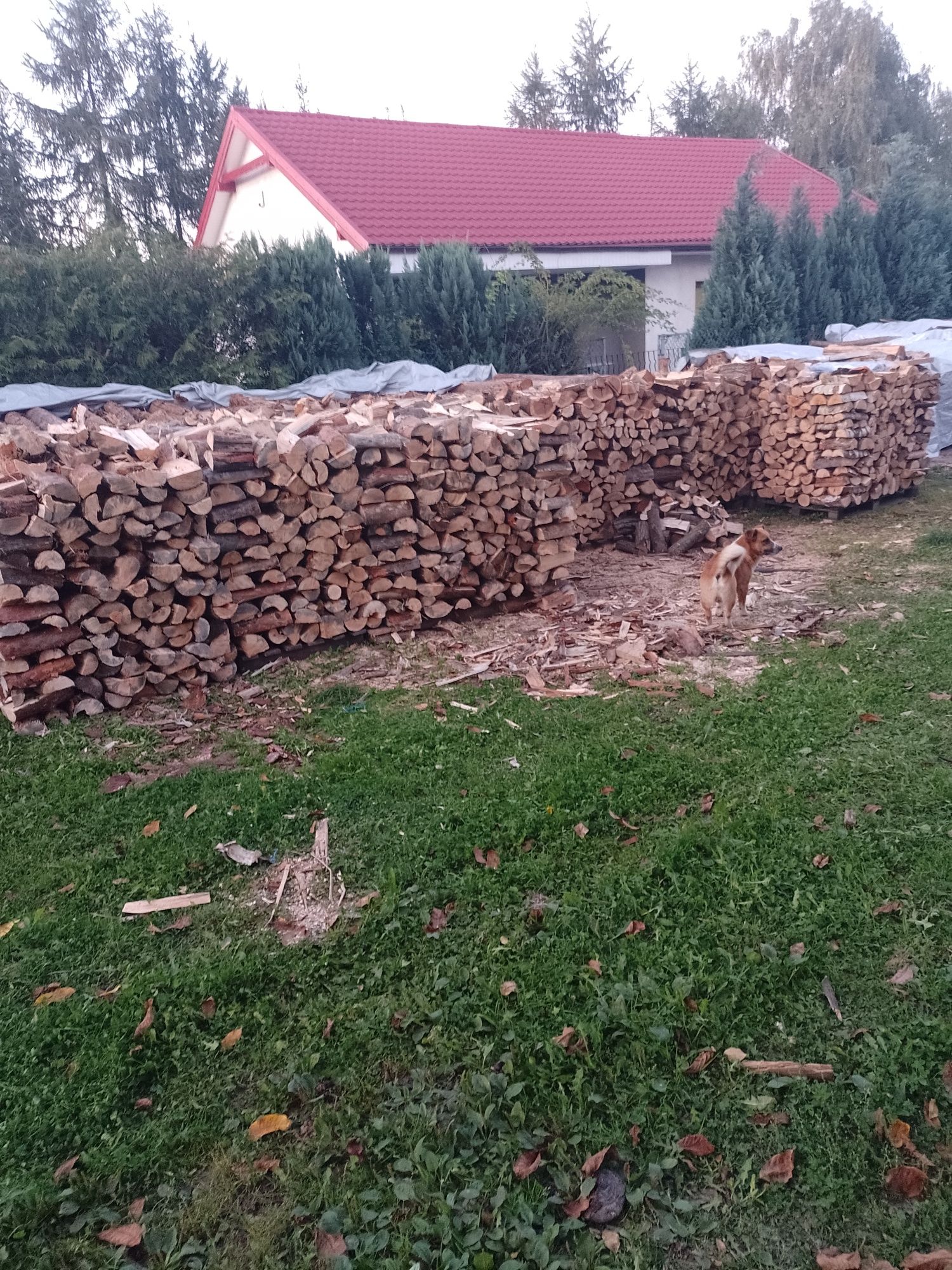 Drewno sosna sucha cena za metr łupanego drewna