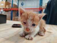 Gatinho bebé para adoção urgente