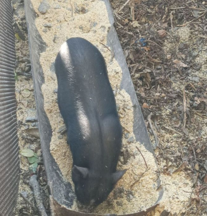 В'єтнамські поросятка поросята