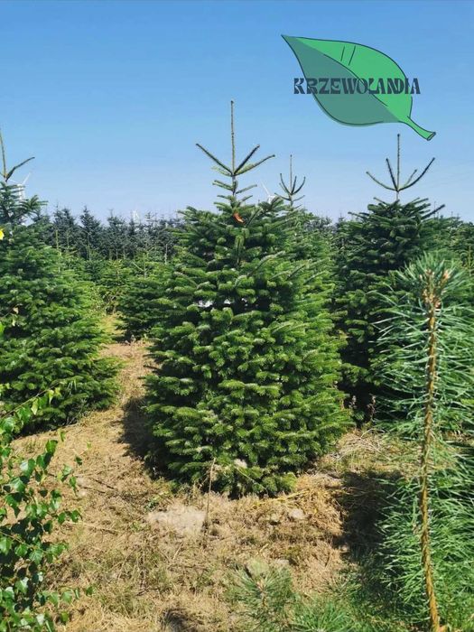 Jodła kaukaska cięta – 120–350 cm