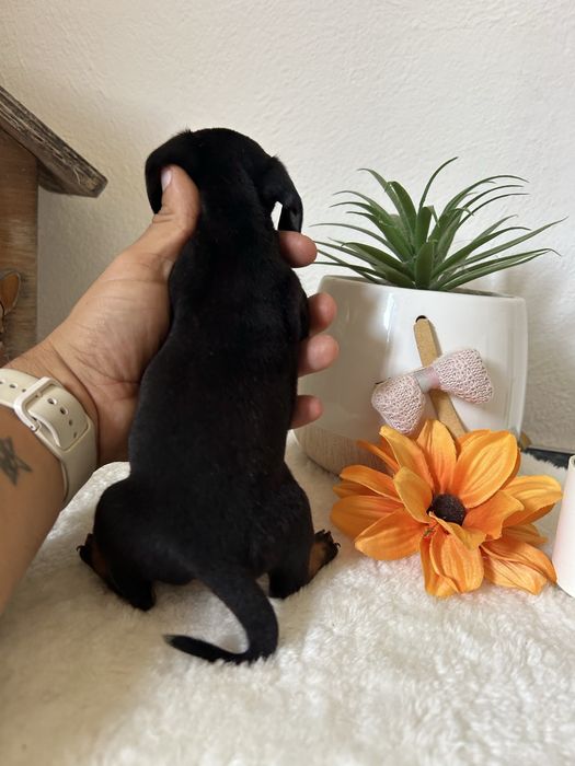 Excelente menino teckel kanichen