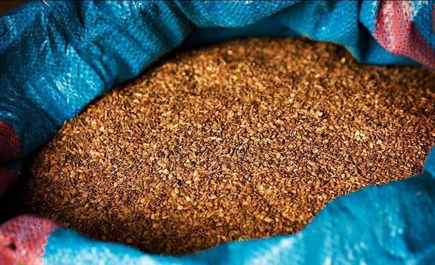 Koniczyna LUCERNA Sorgo Proso Wyka Groch Słonecznik Rajgras Trawa BÓB