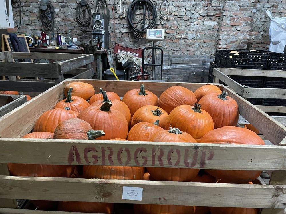 DOSTAWA expresowa Dynia Halloween Łódz dekoracje ceny hurtowe