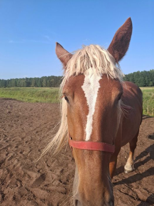 Klacz sokólska polski koń zimnokrwisty