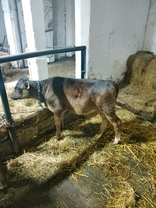 Продам теличку полукровку джерсея