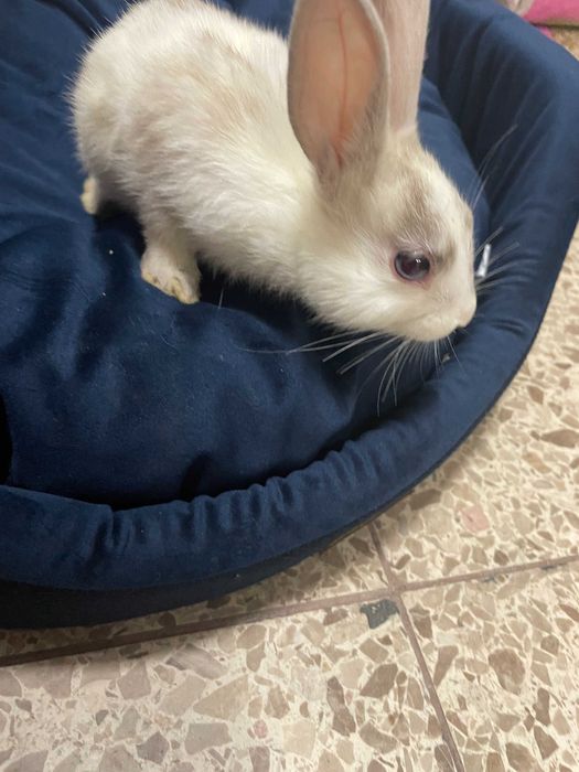 Królik miniaturka Sklep zoologiczny Gruby Kocur