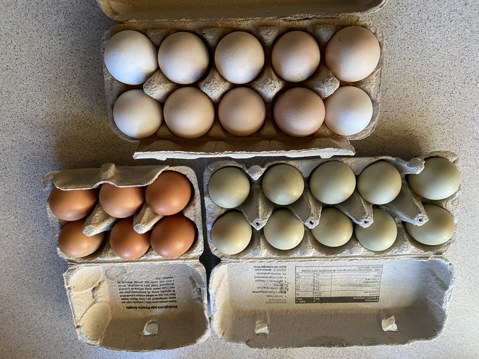 Jaja kurze z podwórka mix zielononóżki marans