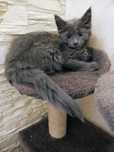 Kocur Maine coon