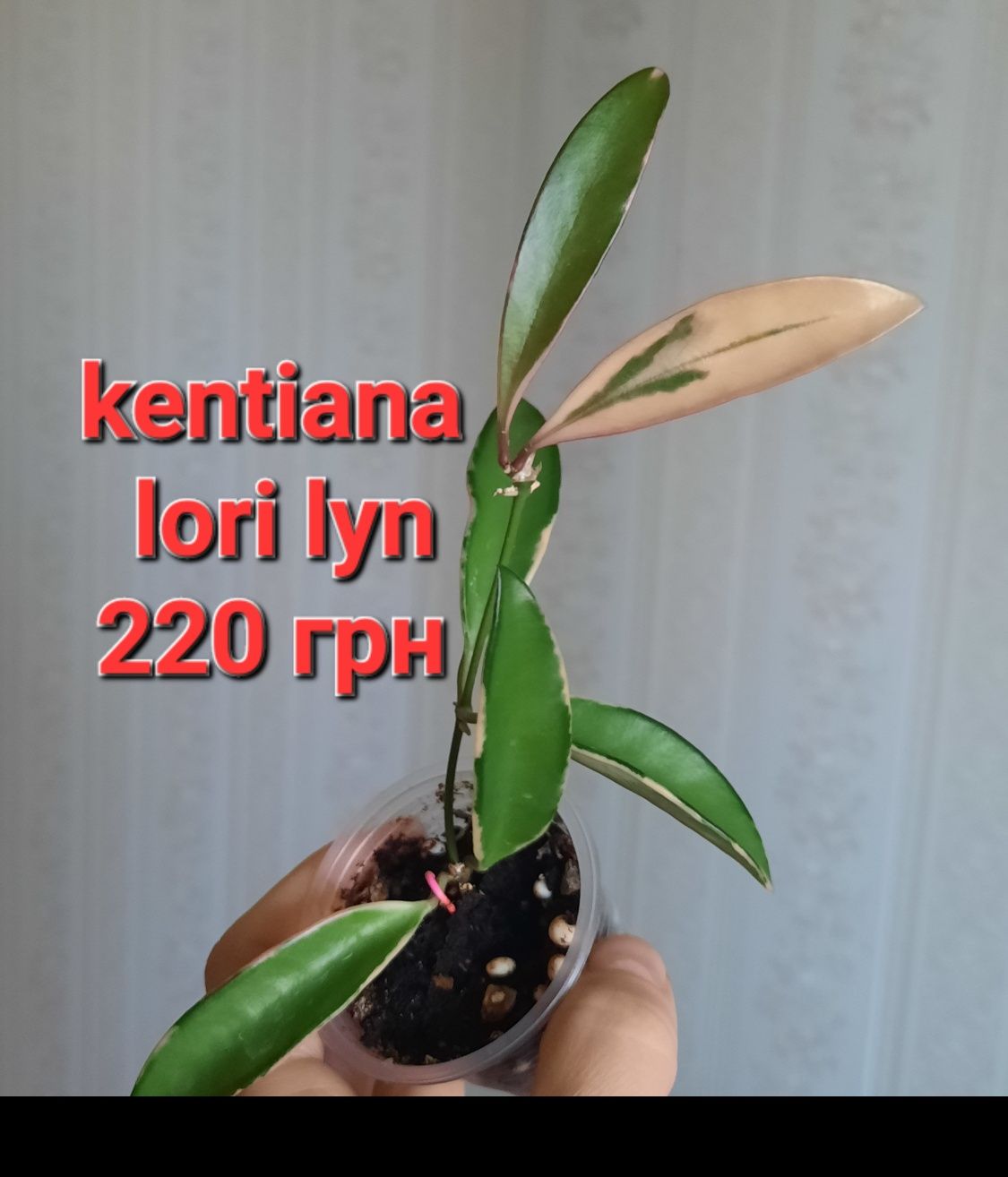 Хойя kentiana lori lyn