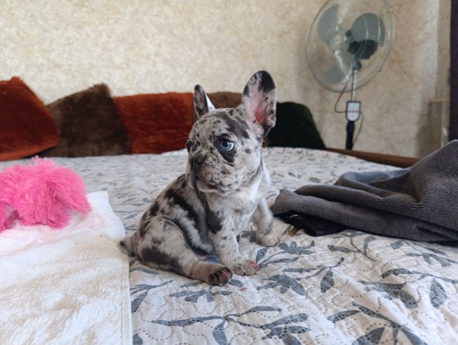 Лиловая мерле девочка (большой выбор щенков)