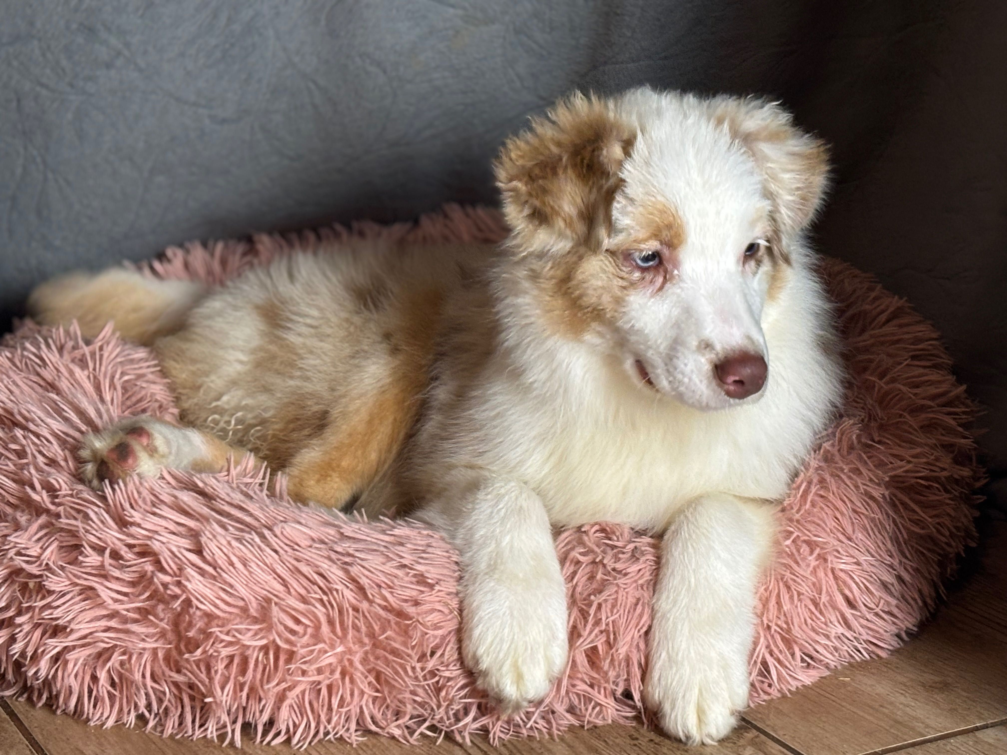Owczarek australijski Aussie red merle niebieskie oczy