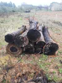 Toros de Nogueira para Espingardas