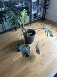 Monstera duża za darmo