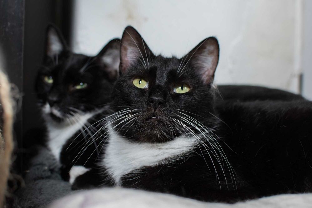 Tarkek - elegancka koteczka do podziwiania | do adopcji za darmo