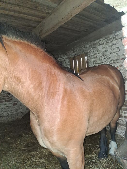 Sprzedam 3 klacze zimnokrwiste