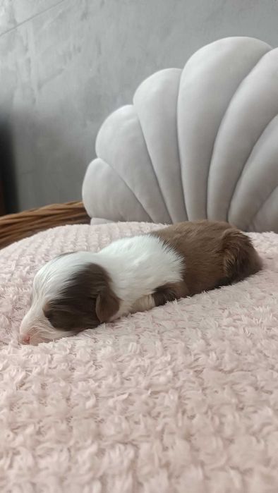 Owczarek Australijski – Piękna Suczka – Red Tri - długi ogonek.