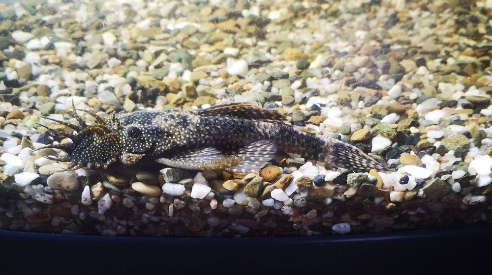 Glonojad / zbrojniki niebieski