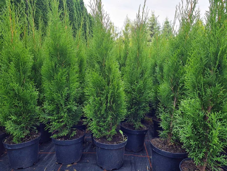 Tuja Szmaragd Szmaragdowa Tuje Szmaragdy 90CM Wys hodowane w doniczce