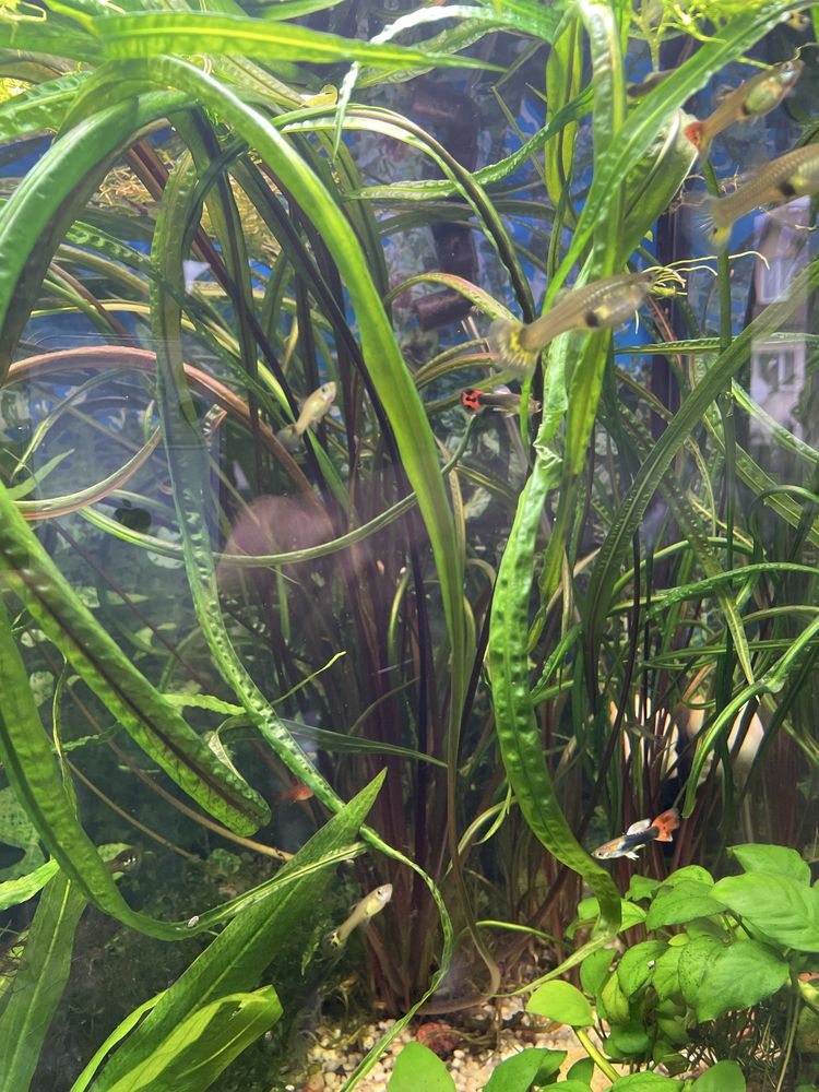 Amazonka roslina roslinka akwariowa watrobowiec microzorium