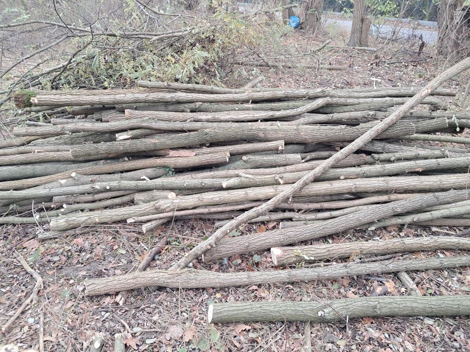 Drewno Akacja opałowa