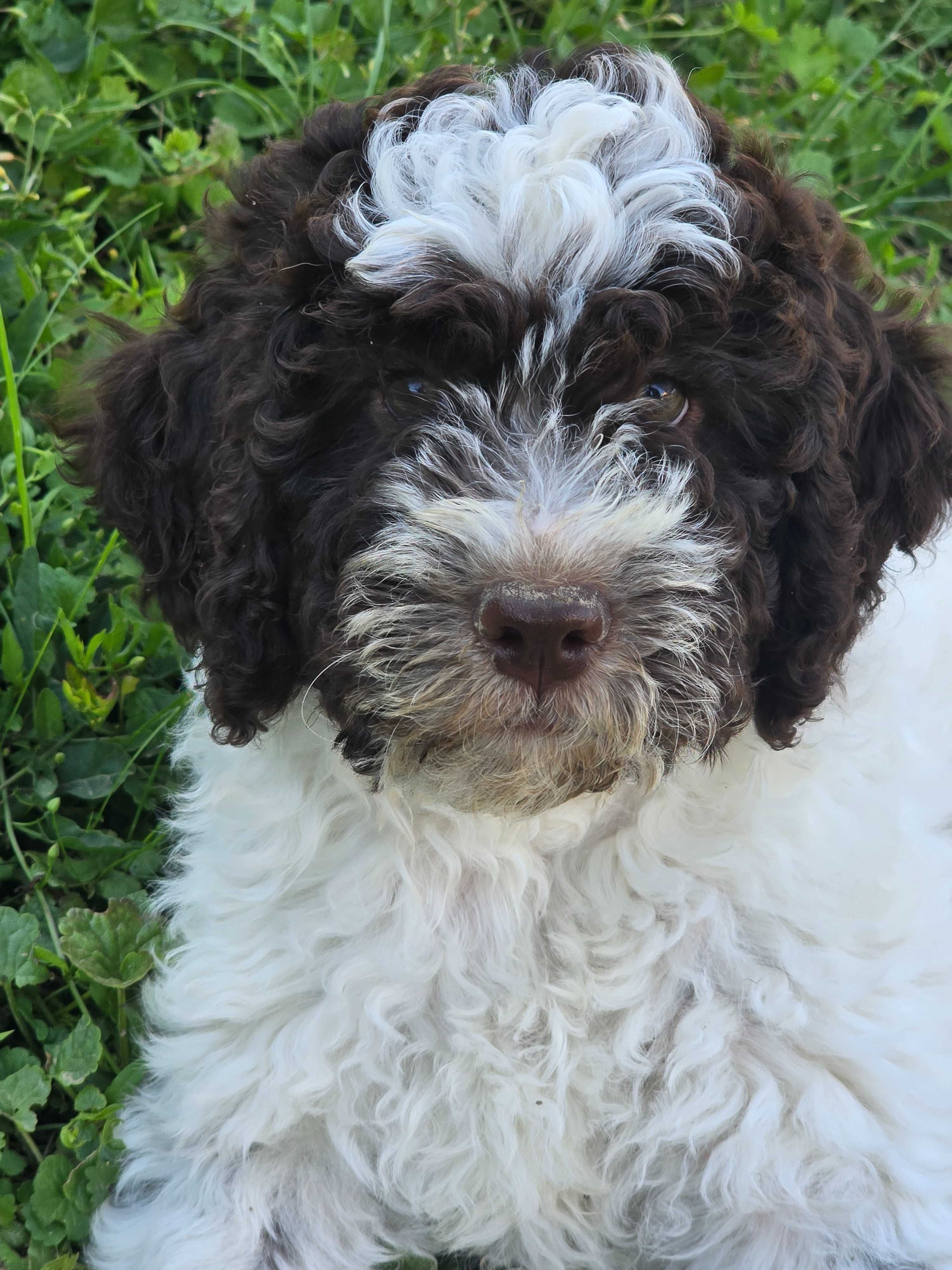 Lagotto romagnolo