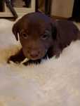 Labrador szuka domu