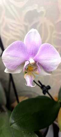 Продам набір двух молодих орхідей фаленопсіс.  Рослини на БРОНІ