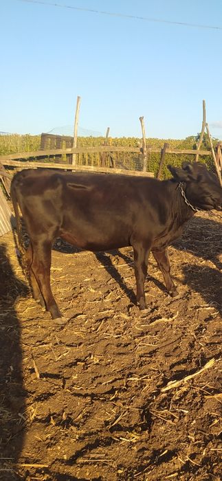 Продам телиць злучного віку