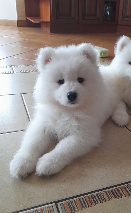 Samoyed samojed piesek do odbioru!