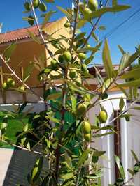 Oliveiras para ornamentar o jardim