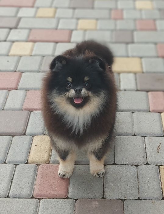 Померанский шпиц девочка