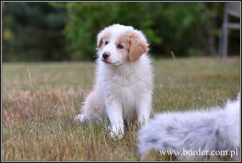 Psy szczeniaki Border Collie ZKwP FCI