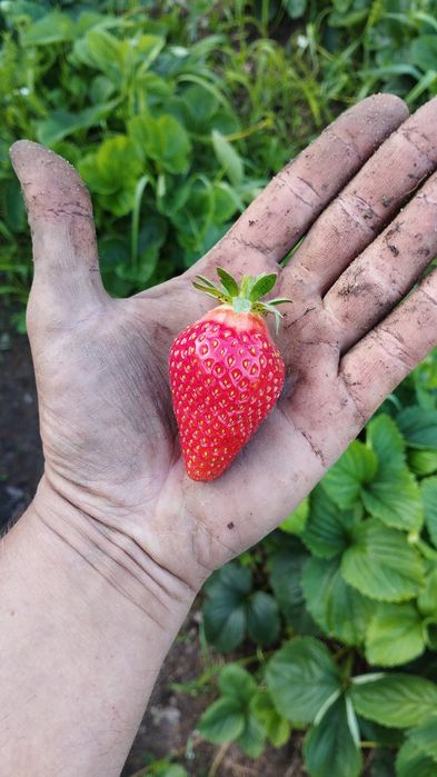 Sadzonki, flanca truskawek 100 szt. po 0,50 gr/szt.