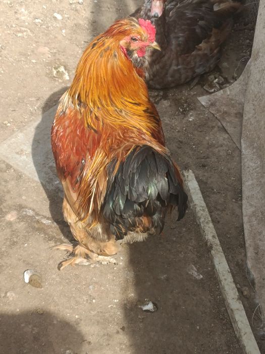 Galos para venda