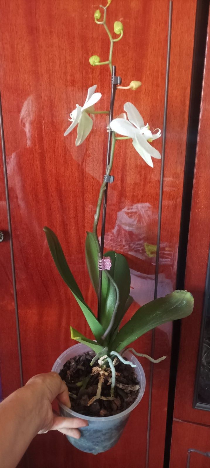 Домашня орхідея. .