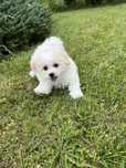 Sunia Bichon Frise FCI