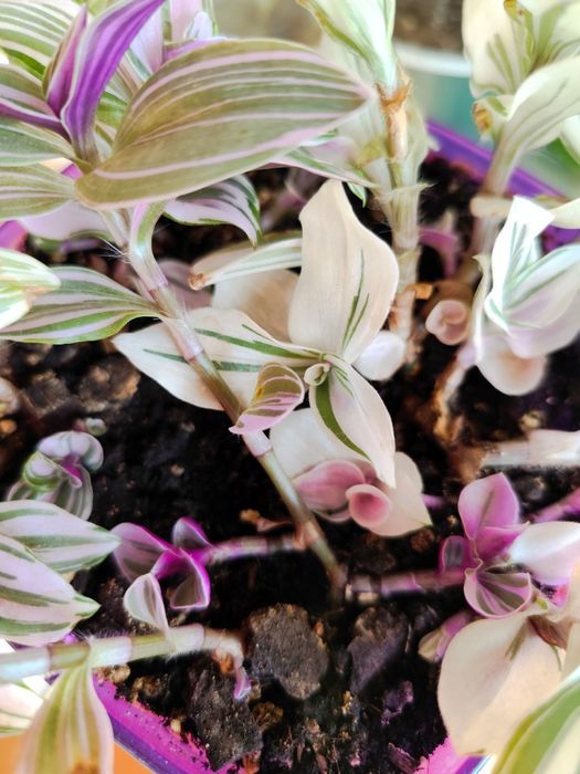 Традесканция (ассорти из трёх видов)