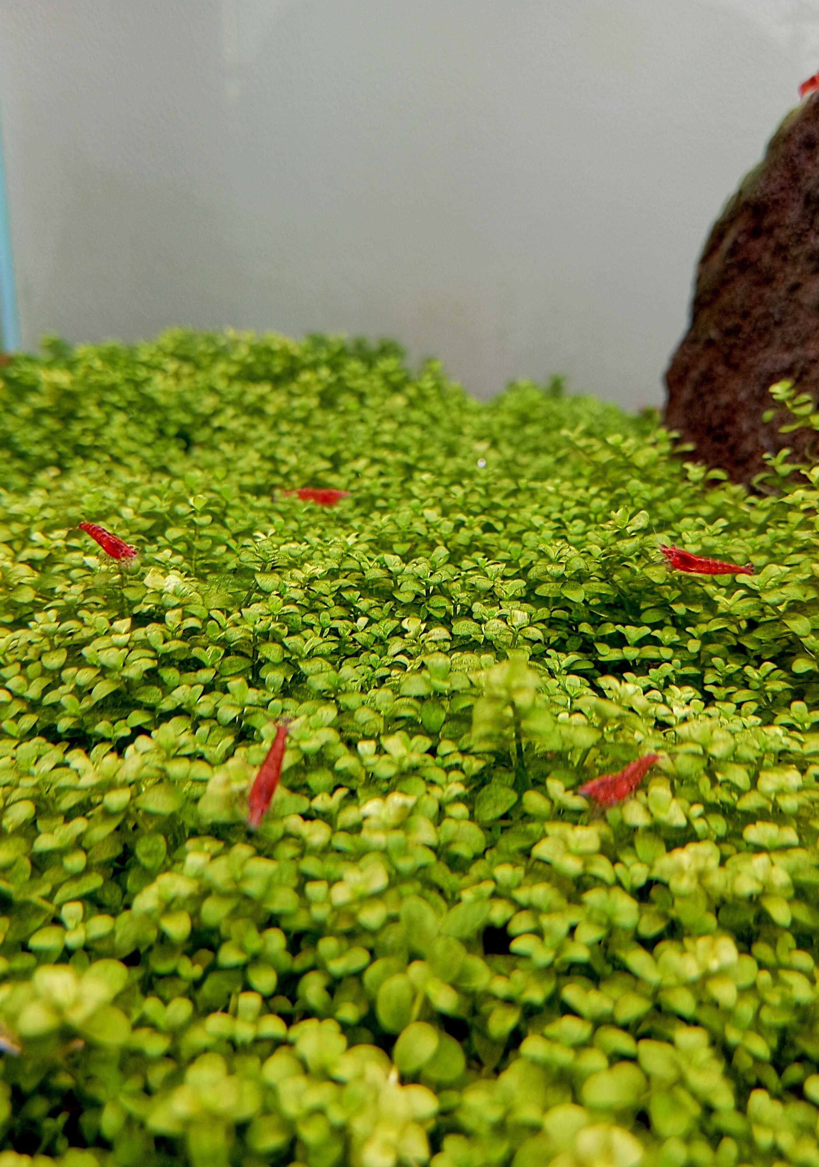 Peixes para venda