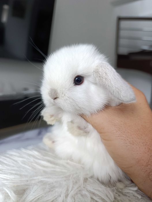 Mini lop karzełek Teddy hodowla zarejestrowana
