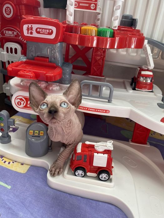 Канадские сфинксы