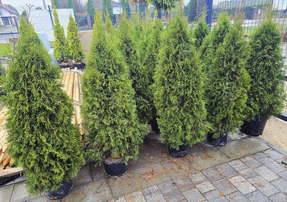Piękna Tuja Thuja Szmaragd 120 cm Brabant 150cm Usługa sadzenia