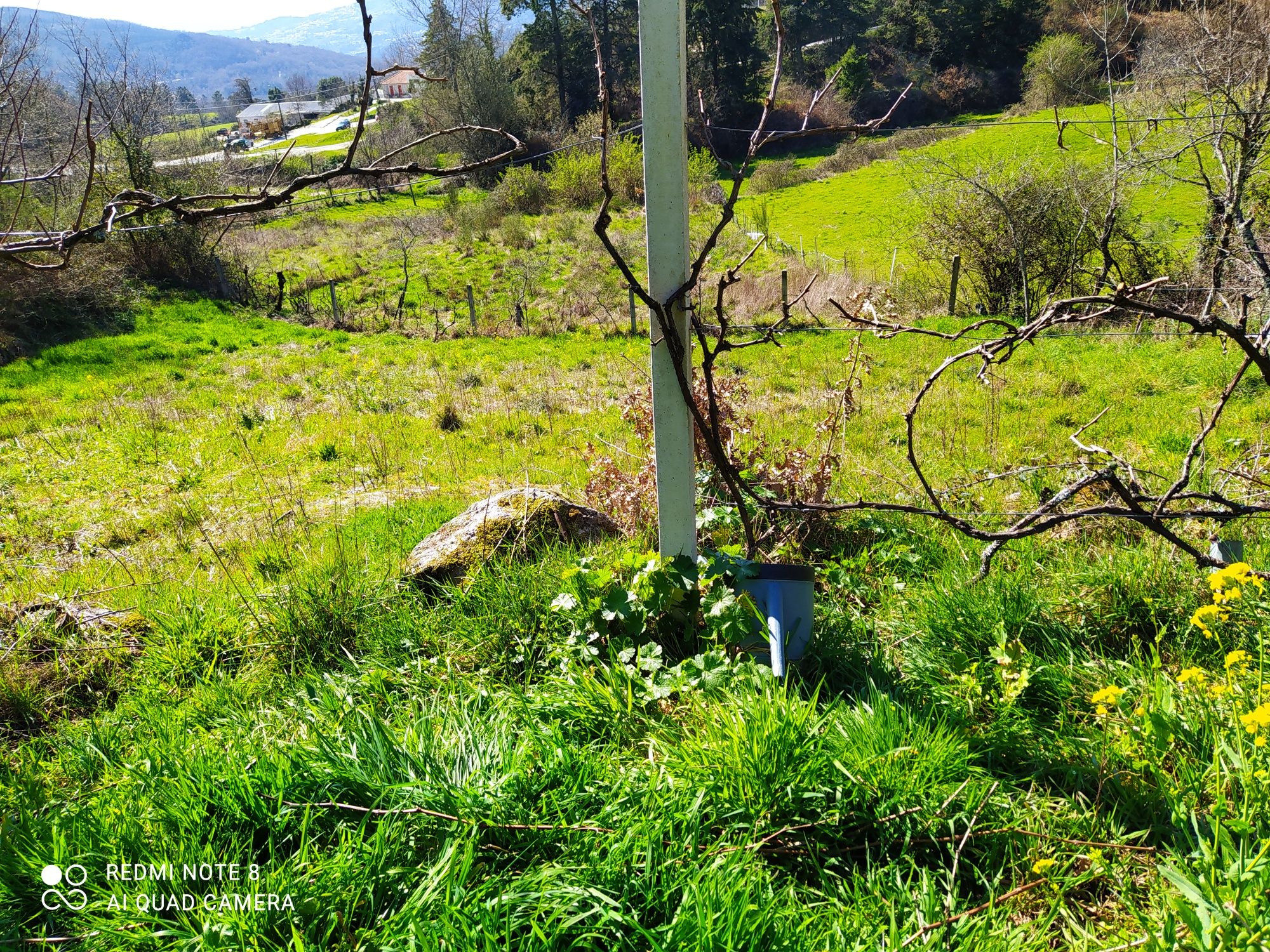 Terreno  com vinha e árvores