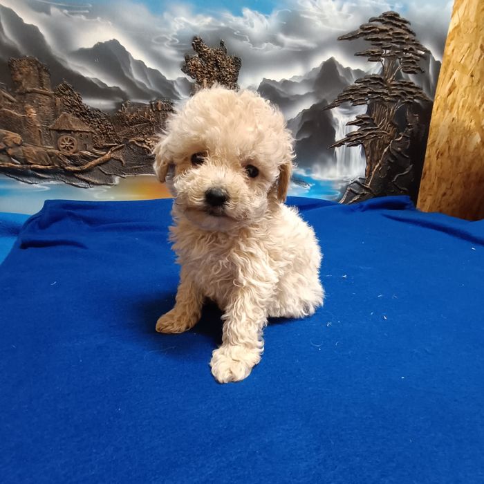 Suczka Maltipoo F1b