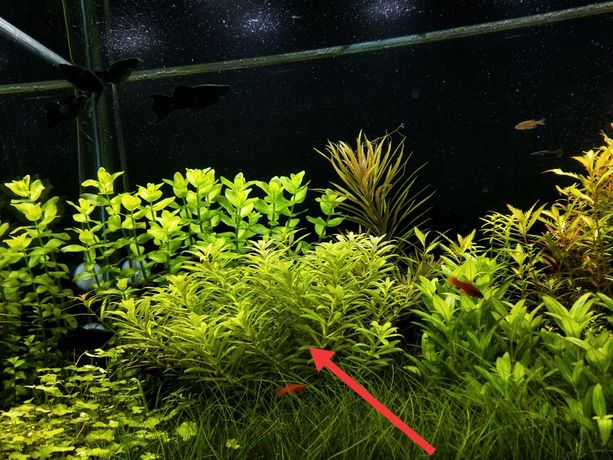 Limnophila Aromatica mini