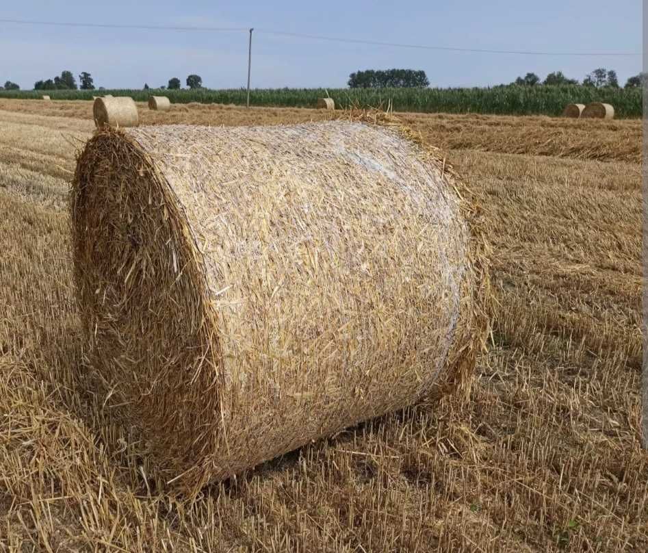 Słoma w belach, pod dachem.