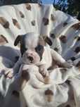 Buldog francuski  Pies